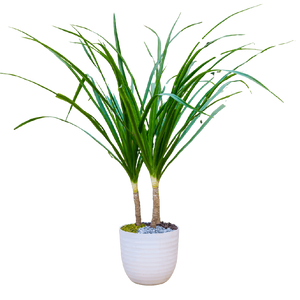 Birthright || Dracaena || Plant