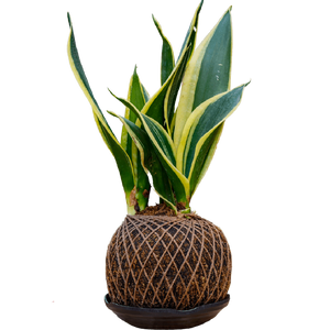 Birthright || Kokedama Sanseveria || Plant