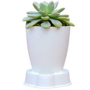 Birthright || Succulents || Plant