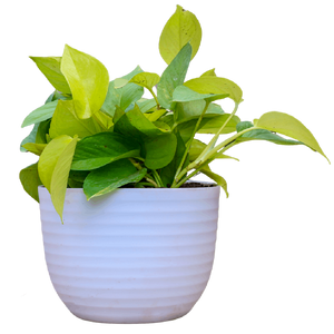 Birthright || Money || Plant